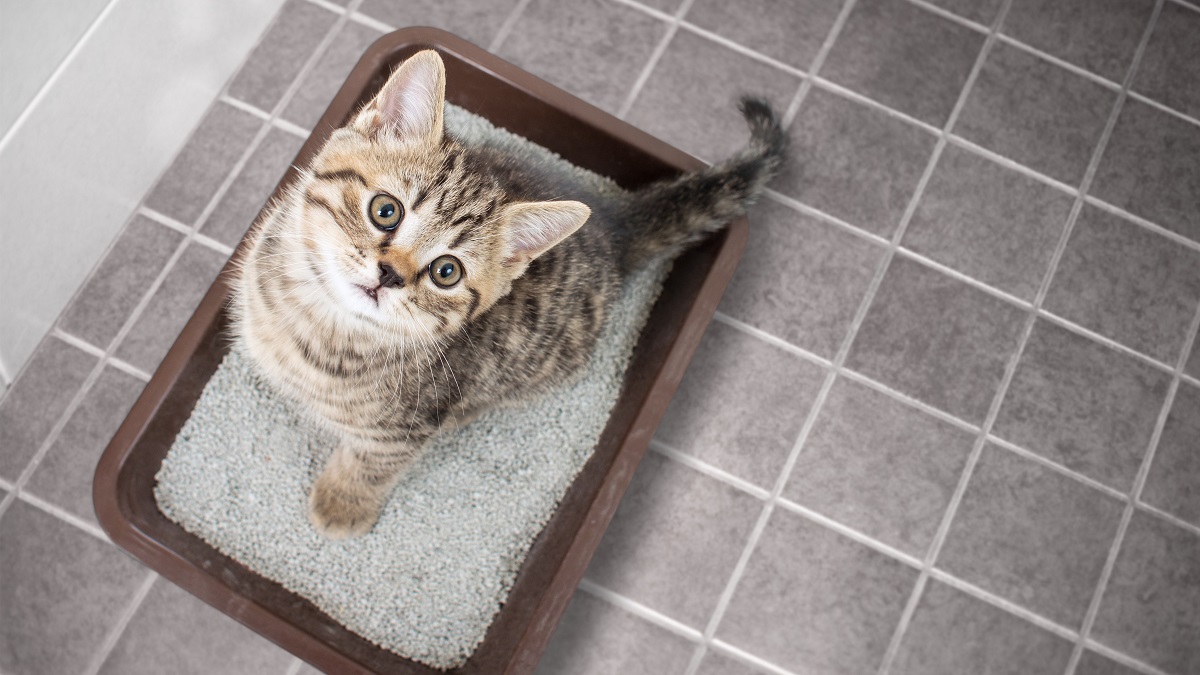 Cat top view sitting in litter box on bathroom floor