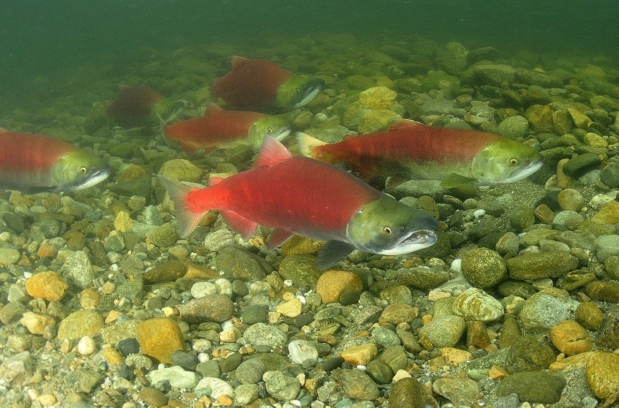 Wild sockeye salmon