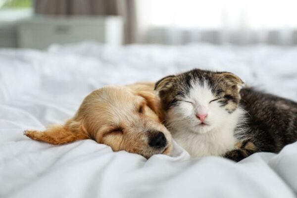 Puppy and cat sleeping on human's bed