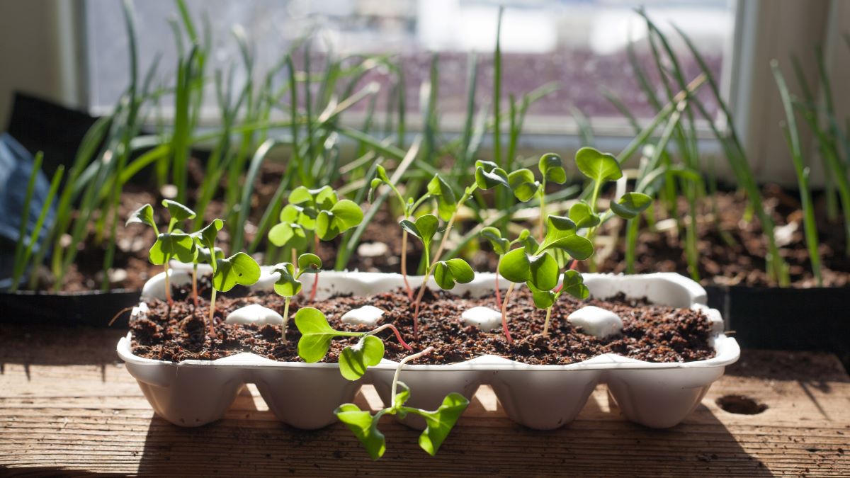 Vegetable seedlings growing on the window ledge