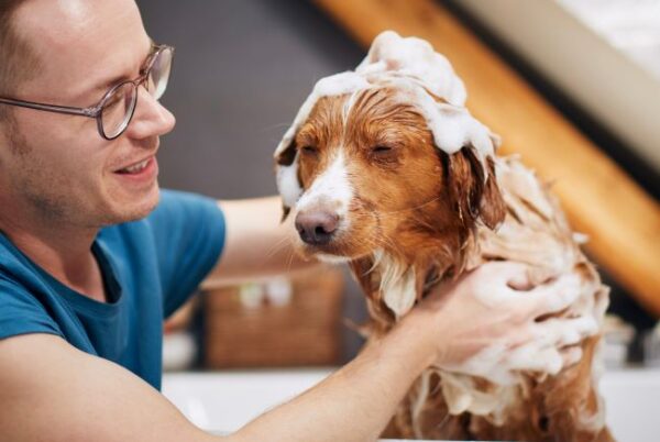 Man washing dog in bathtub
