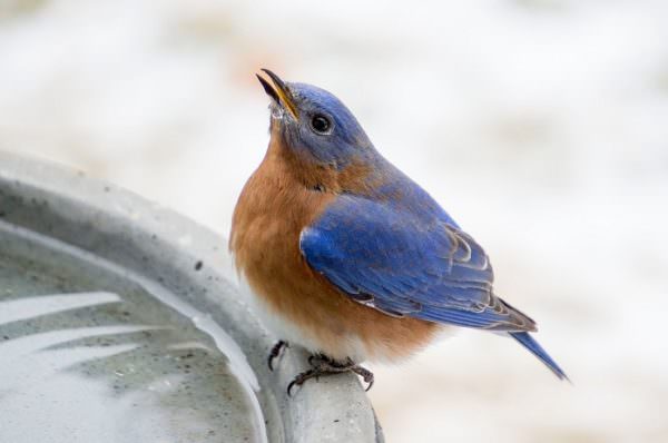 Eastern bluebird at a bird bath
