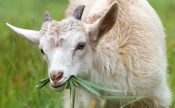 goat eating grass