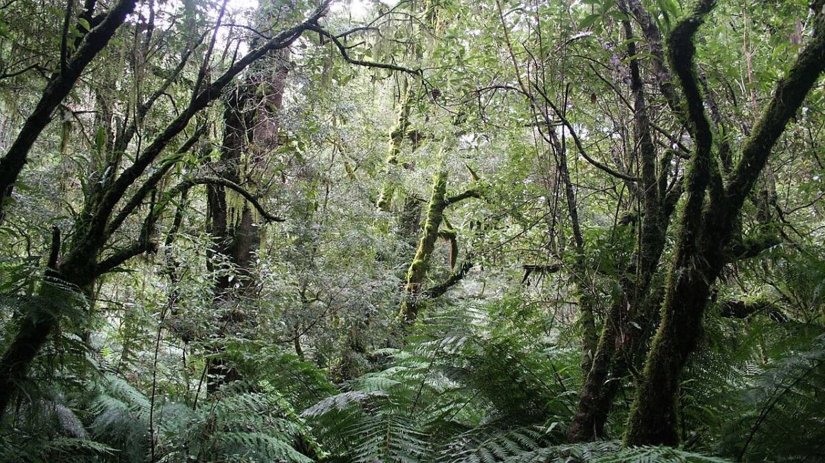 dense rainforest