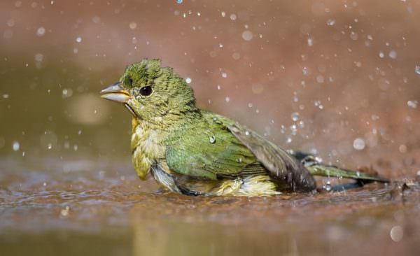 green bird enjoying a bath