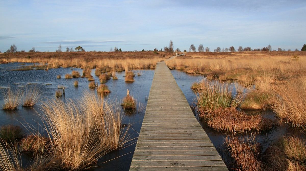 wetlands nature preserve with wooden path