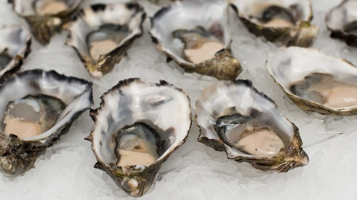 fresh oysters on the half shell